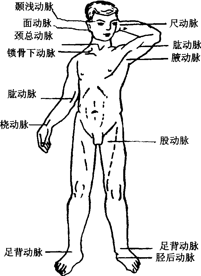 第三节 外科止血包扎固定与搬运